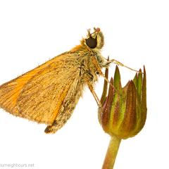 MYN Small Skipper 